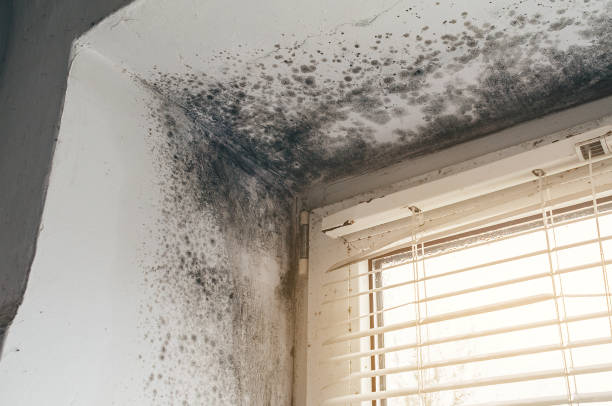 Affordable Mold Cleanup solutions in South Mills, NC